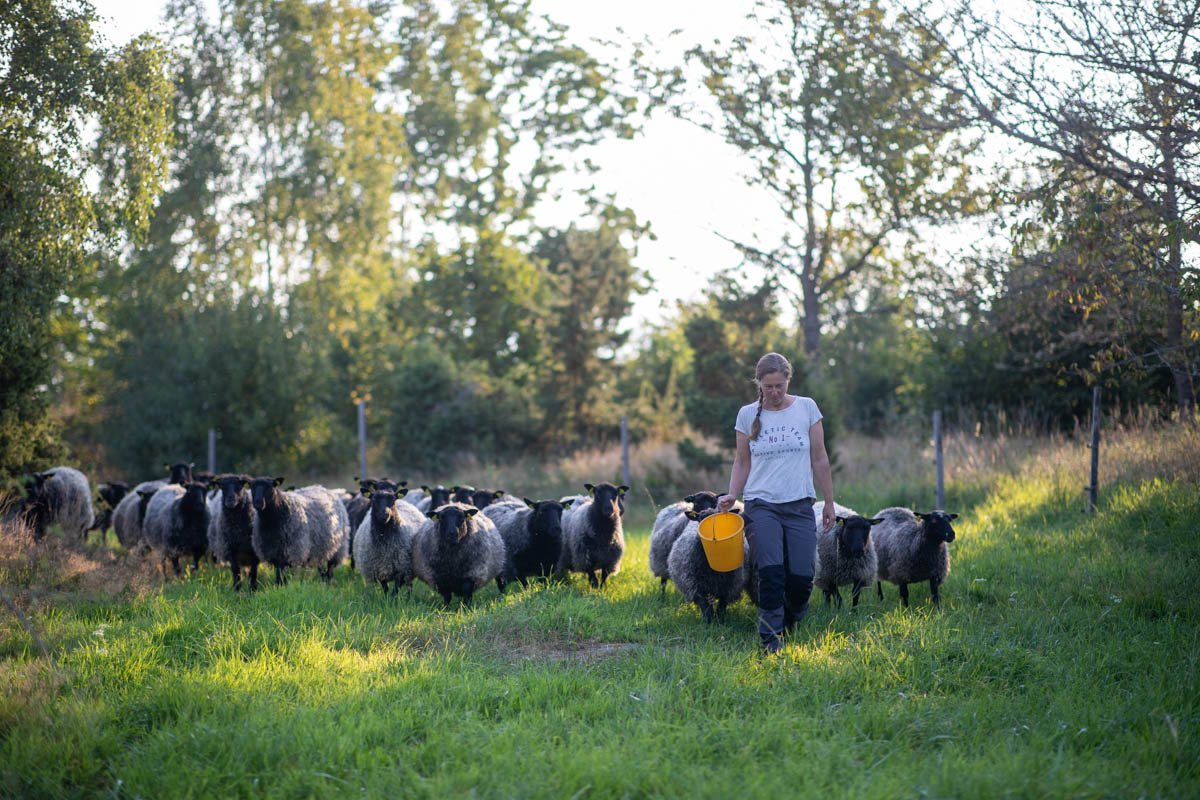 Flocken av gotlandsfår på bete i kvällsljus
