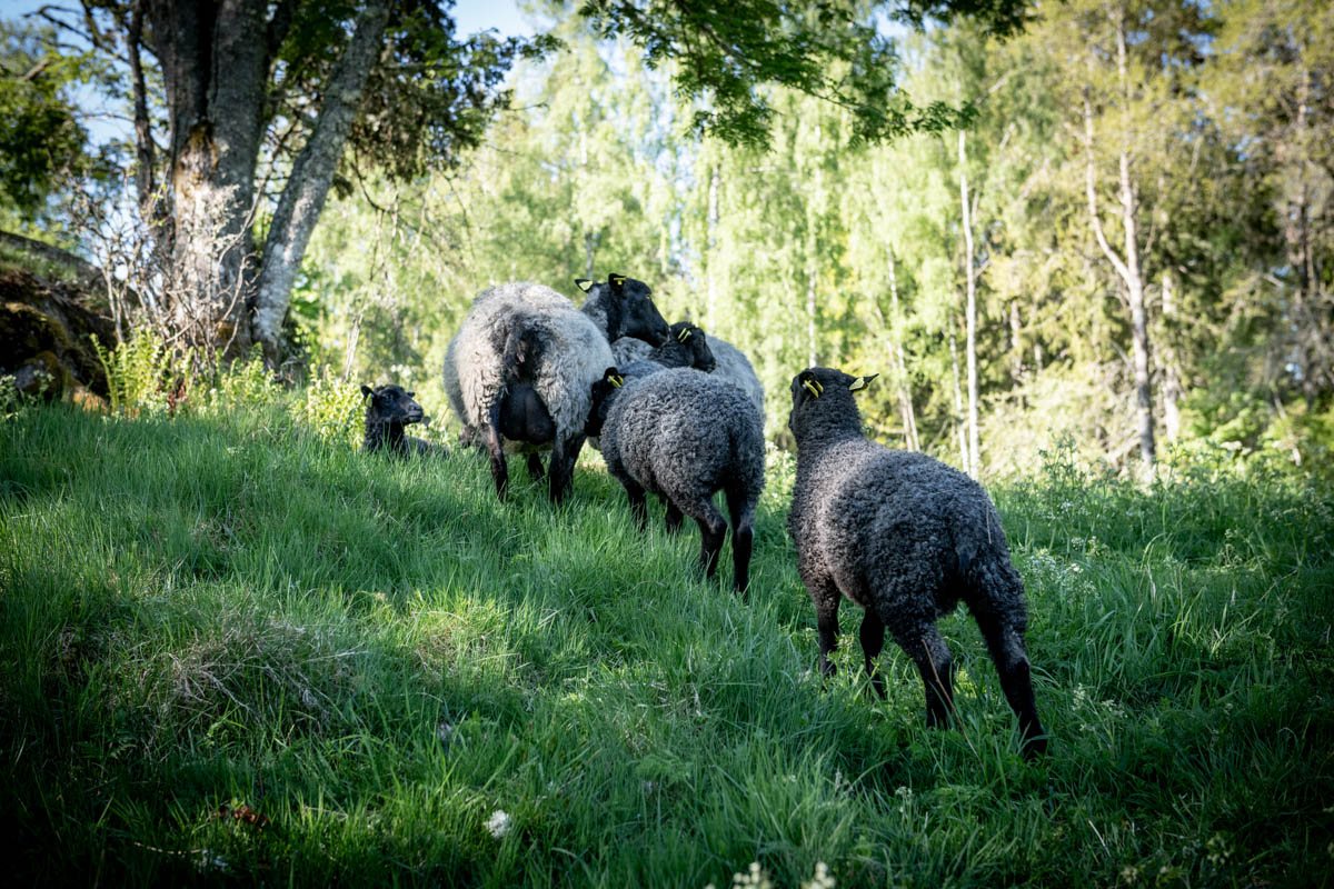 Får på bete mellan björkar i Lupiners Gårds betesmarker